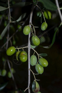 分支农作物水果意大利托斯卡纳的农业作物树枝上加橄榄图片