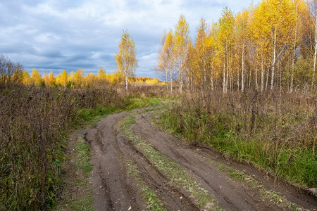 一种美丽的秋天风景有一条农村道路和树木黄叶俄罗斯十月黄色的图片