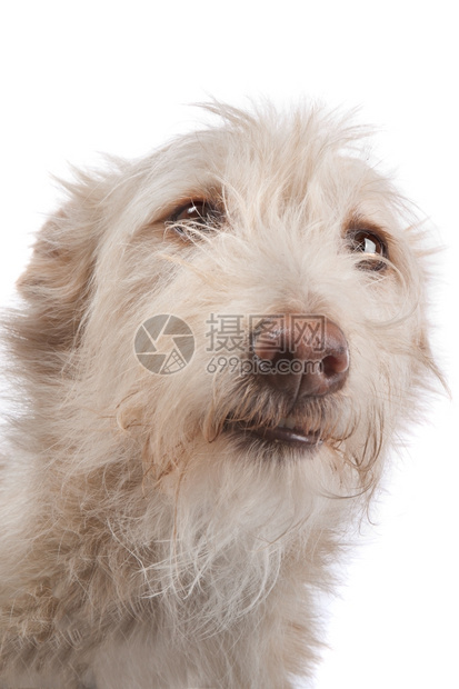 PodengoPortuguesmedio或葡萄牙猎犬在白色背景前波登戈哺乳动物图片