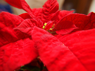 中央圣诞明星孤立的中外宏观深红花瓣一品来临图片
