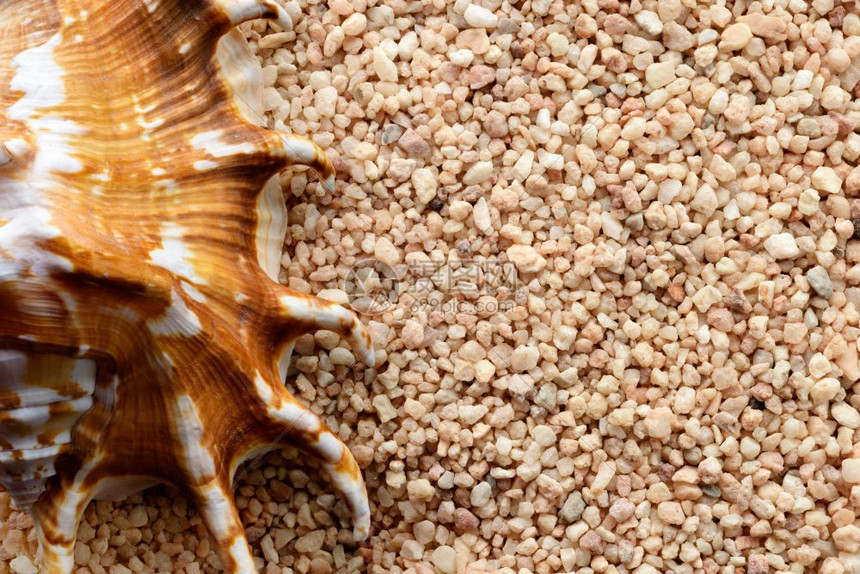 斯克莱兹涅夫背景和纹理沙上热带贝壳按背景排列的热带沙上贝壳以背景特近镜头拍摄沙上热带贝壳细节假期图片