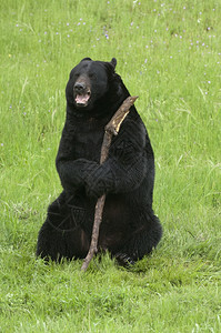 美洲人加利福尼亚欢乐的黑熊和在加州绿草上扎着棍子美国人图片