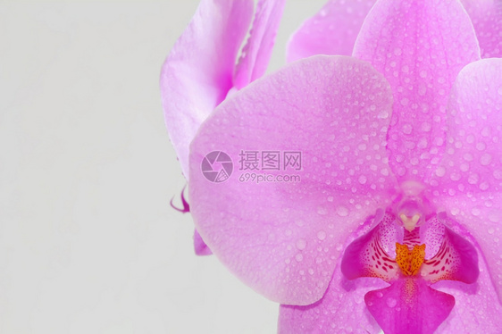 白色背景上美丽的紫色兰花自然开单身的图片