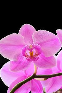 花瓣开植物黑色背景的美丽紫色兰花图片