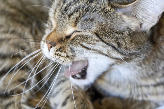 打哈欠的可爱猫咪图片