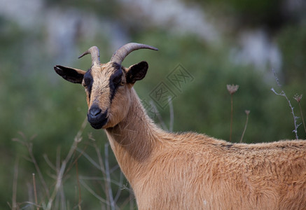 山羊PicosdeEuropa阿斯图里亚西班牙天颜色动物图片