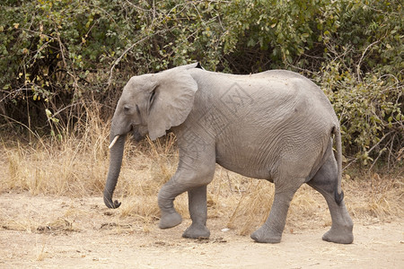 野生动物大象图片