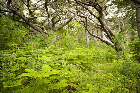 南太平洋新喀里多尼亚松树岛的森林细节风景优美丛林植物图片