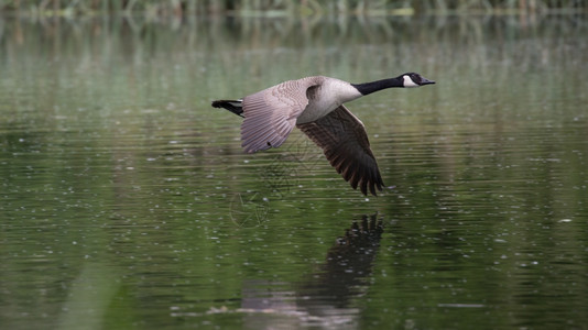 鹅包装盒创意图片_图片合成_平面设计_鹅包装盒创意设计_摄图网