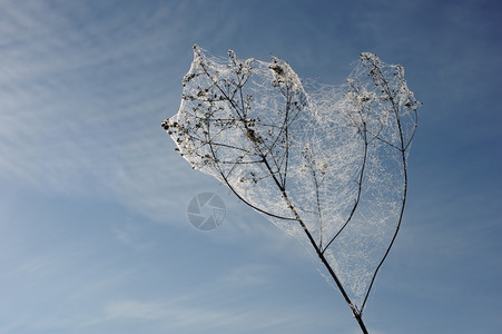 降低秋天清晨蜘蛛网上的露水滴在天空背景上早晨一种图片