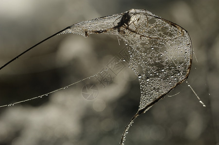 云秋天清晨蜘蛛网上的露水滴在天空背景上降低一种图片