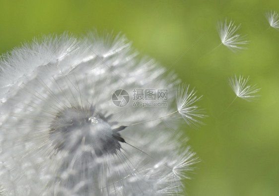 长得紧贴在花朵上钟头飞在绿色背景上环境自然图片