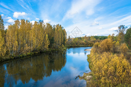 金秋十月湖岸边的枫林背景图片