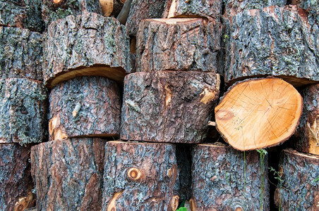 被砍的树干堆叠在一起森林木材戒指图片