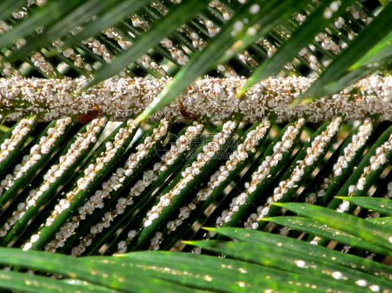 白植物虱子感染棕榈叶的照片白色杀害虫图片