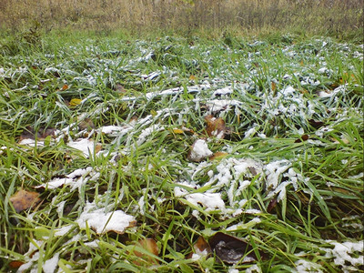 来临绿色躺着第一的草初雪冬天即将来临背景