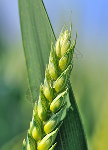 草新鲜田间小麦接近地绿色图片