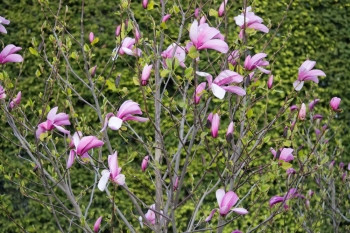 衬套一种花朵五月在灌木丛上粉红兰花图片