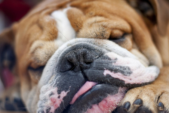 斗牛犬饲养狗用舌头睡得安稳和平地眠出去图片