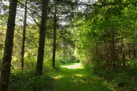 夏天树木下有阳光和草的森林景观法语维克图片