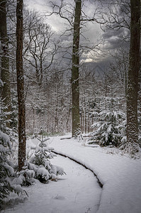 雪覆盖了森林云彩的天空黑暗多云浅图片
