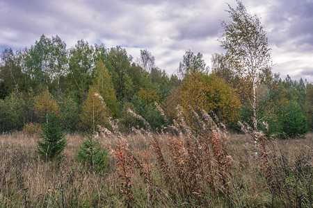 景观美丽的秋天风景在乌云多的一天俄罗斯树季节图片