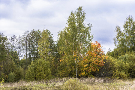 树叶天空季节美丽的秋天风景在乌云多的一天俄罗斯图片