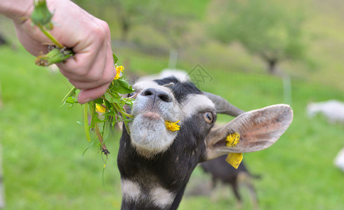放牧美丽的高山羊肖像在一个人手中放鲜花漂亮的动物图片