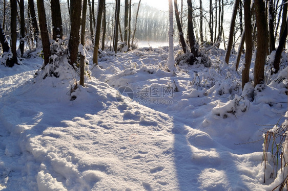 树木冬天荷兰瓦塞纳尔Horsten森林下雪太阳图片