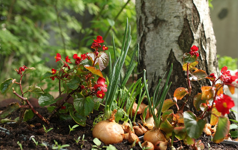 小型花园蔬菜新鲜的夏令高清图片