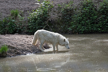 弧形文化墙户外水面上的白北极狼canislupusarctos白色的树木背景