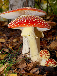 毒菌伞冬藤蘑菇隔离的在草地上密闭菌图片