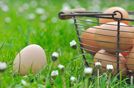 草地上新鲜的鸡蛋图片