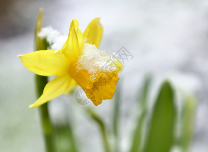 季节在一个有雪的花园里在一棵水仙上花瓣绽放图片