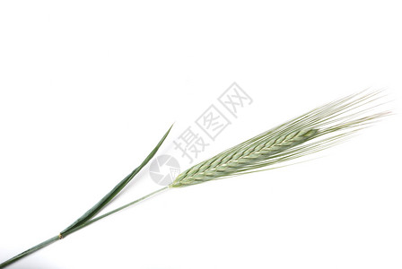 绿色的大麦庄稼哈弗高清图片