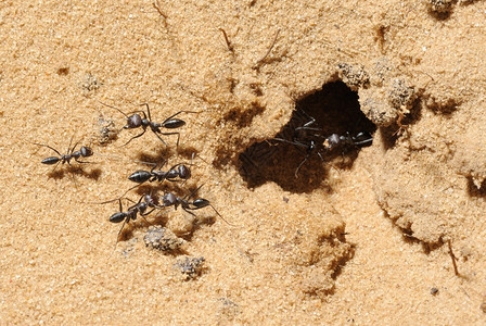 爬坡道蚁科东方以色列质的特写镜头cataglyphis蚂蚁以色列质的特写镜头图片
