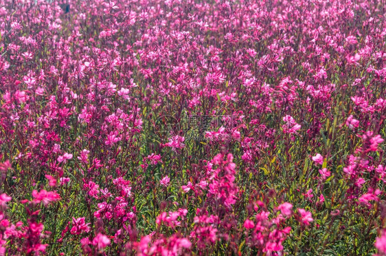 花朵中的小粉红天然夏季背景花园春天自然图片