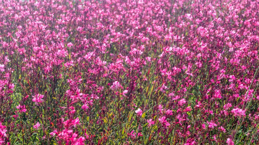 花朵中的小粉红天然夏季背景植物开花粉色的图片