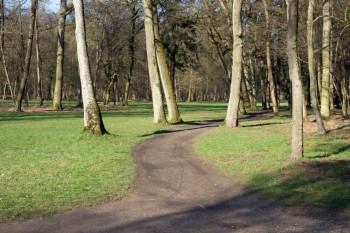 方向树木森林中道的右叉或左图片