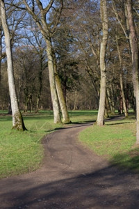 自然森林中道路的右叉或左小路概念的图片