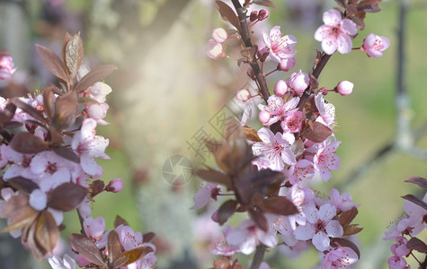 李属植物天空春时在装饰的花朵上紧贴着一棵普鲁努斯树开花图片