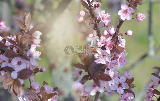 李属植物天空春时在装饰的花朵上紧贴着一棵普鲁努斯树开花图片