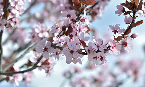 分支季节春天时在装饰的花朵上紧贴着一棵普鲁努斯树开花天空图片