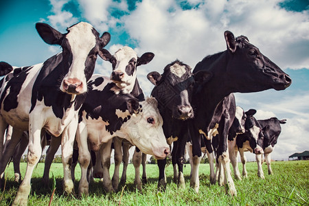 场地农田牧里的荷斯坦奶牛群图片