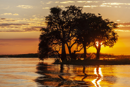 旅游非洲博茨瓦纳北部Chobe公园的Chobe河日落非洲北部景观艾伦图片