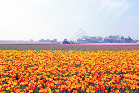 郁金香花田图片