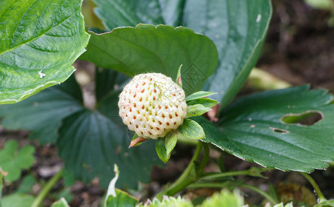 白色的植物新鲜夏天在蔬菜园里成熟的白色小草莓花朵图片