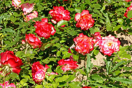 花园里的红玫瑰朵瓣一种植物图片
