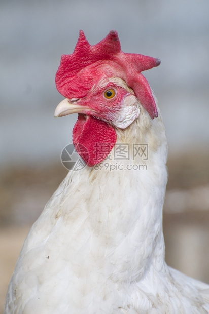 动物学蓝灰色背景的红旗鸡肖像母图片