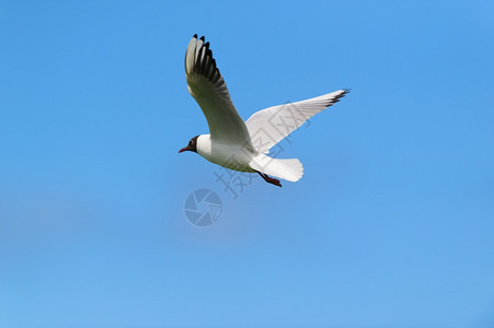 生活蓝天的黑头海鸥飞行蓝色的动物图片